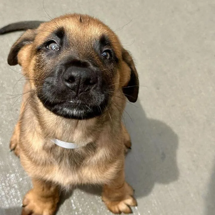 A baby small-sized male Sable Mixed Breed dog named Rocket for adoption in Matteson, IL