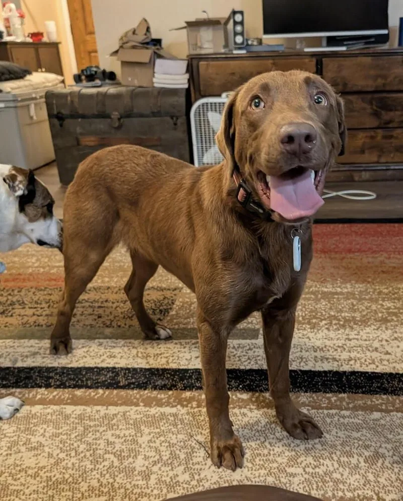 A young medium-sized male Brown / Chocolate Labrador Retriever dog named Garrett for adoption in Chattanooga, TN