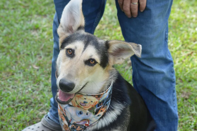 Lucille Lucy thumbnail 3