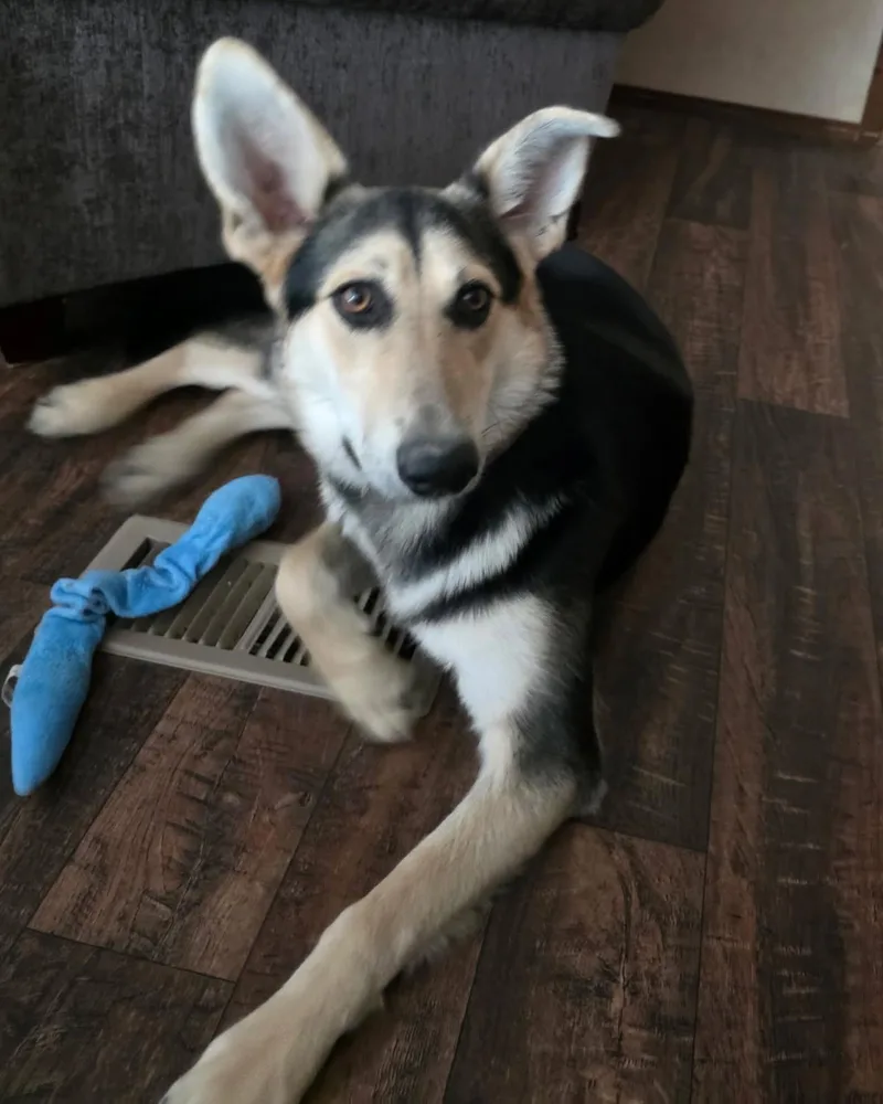 Lucille Lucy thumbnail 5