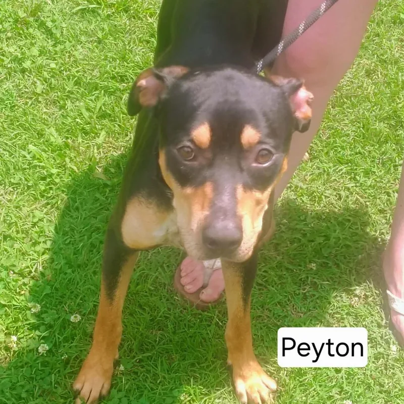A young large-sized male Black American Staffordshire Terrier dog named Peyton for adoption in Hope Mills, NC