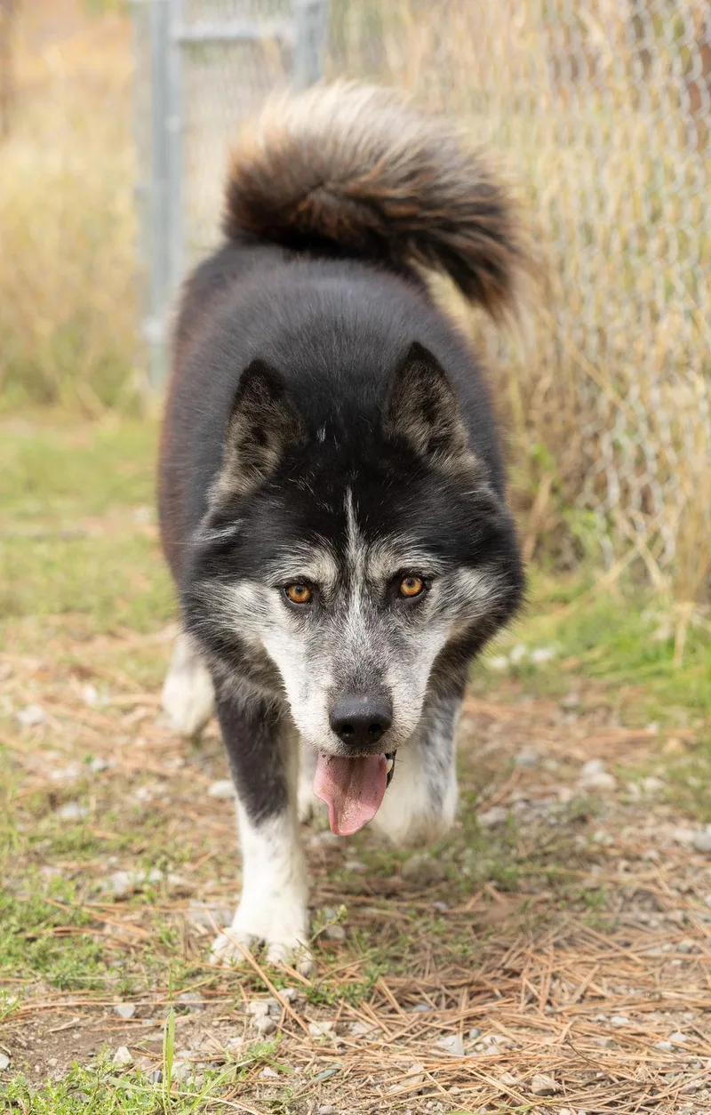 Balto