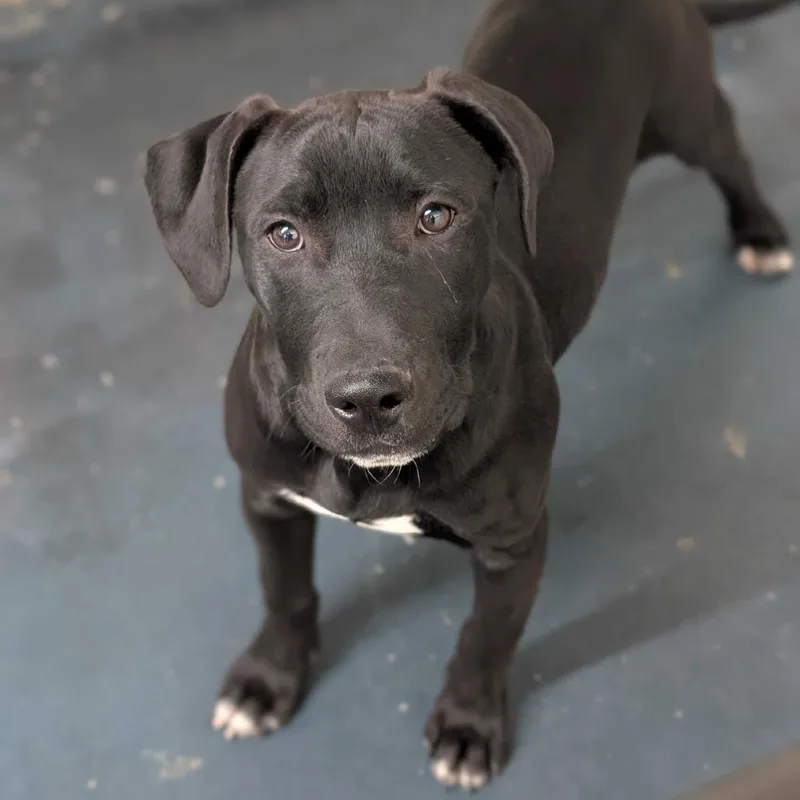 A baby medium-sized male Black Beagle dog named Crosby for adoption in Grand Junction, CO