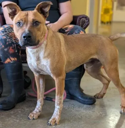 Stallone thumbnail 2