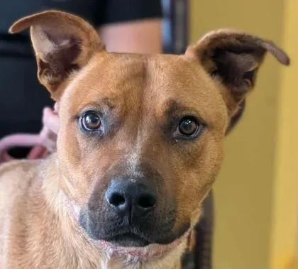 Stallone thumbnail 3