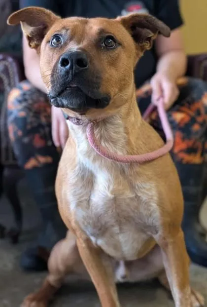 Stallone thumbnail 4