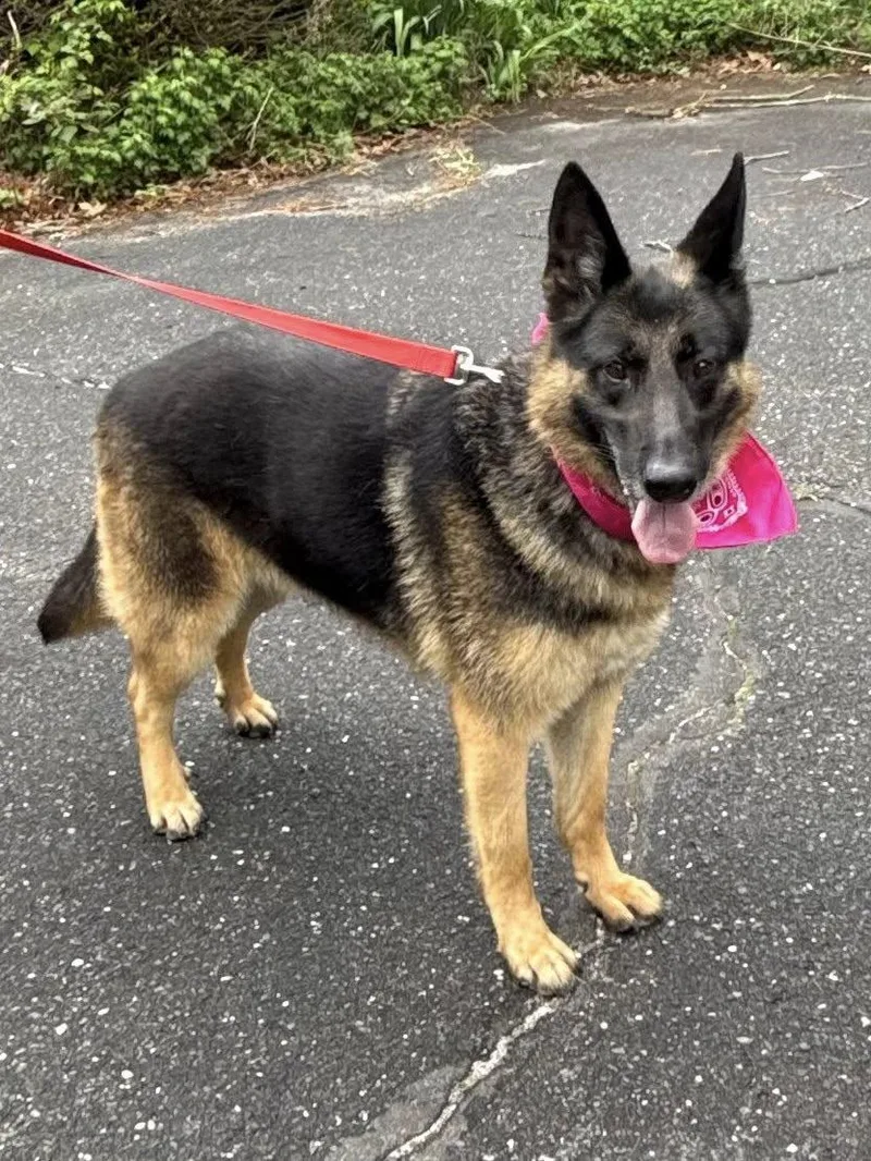 An adult large-sized female German Shepherd Dog dog named Anika for adoption in Old Westbury, NY