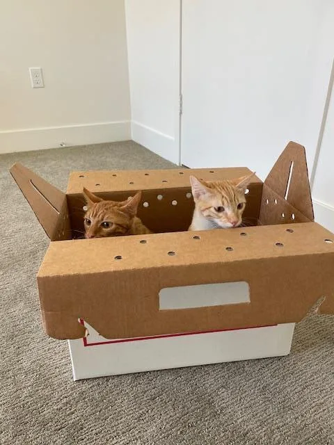 An adult medium-sized male Orange / Red Domestic Short Hair cat named Benito for adoption in La Jolla, CA