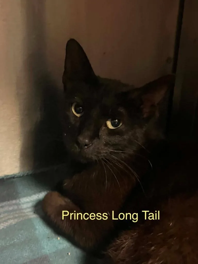 A young large-sized female Domestic Short Hair cat named Princess Long Tail for adoption in Princeton, IN