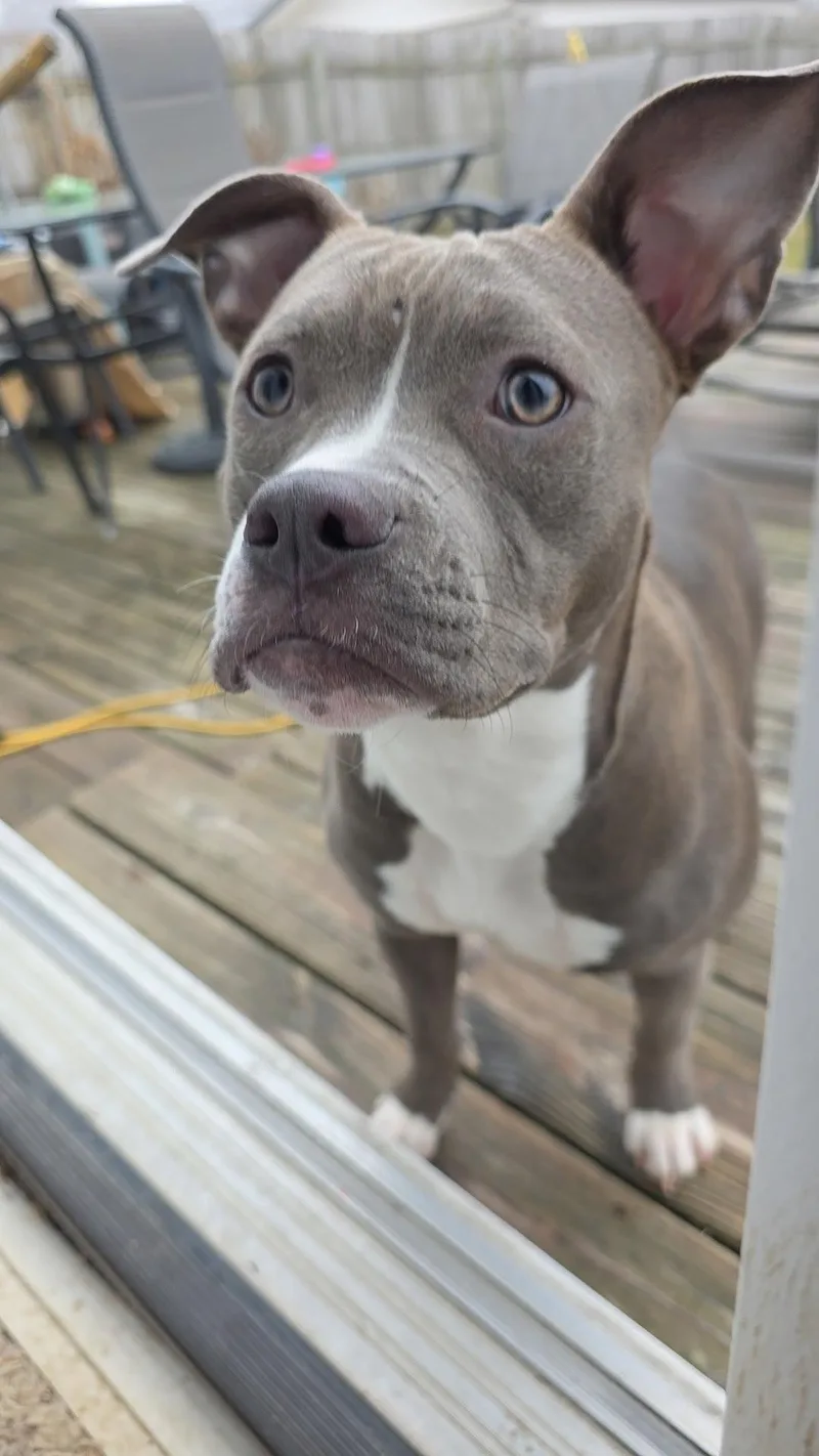 A young medium-sized female Pit Bull Terrier dog named Bella for adoption in Marine City, MI