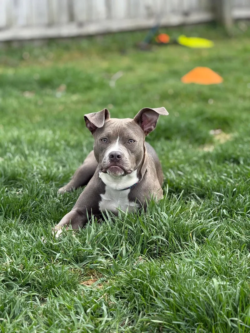 Bella thumbnail 2