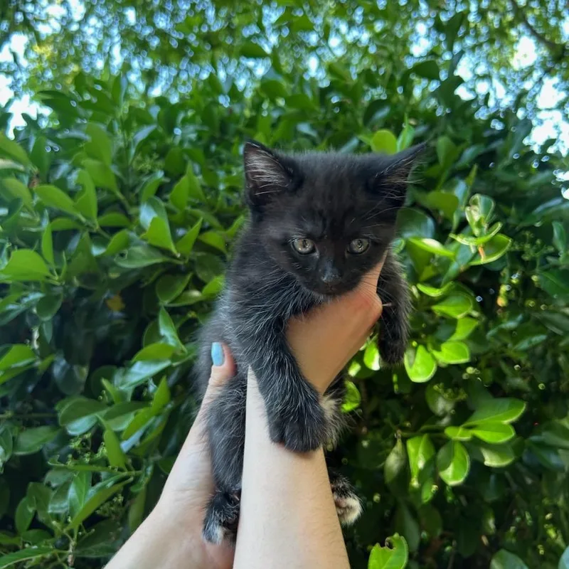 A baby medium-sized female Black & White / Tuxedo Domestic Short Hair cat named Mojito for adoption in Fairfax Station, VA
