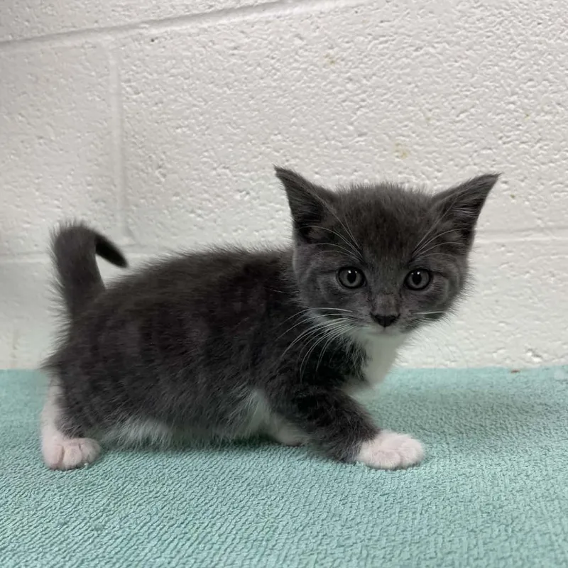 A baby small-sized female Domestic Medium Hair cat named SVASStray for adoption in Verona, VA