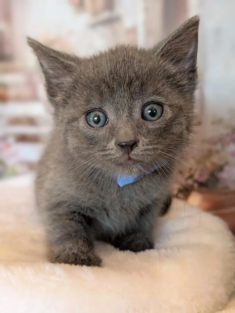 A baby small-sized male Gray / Blue / Silver Domestic Short Hair cat named Kai for adoption in Fremont, CA