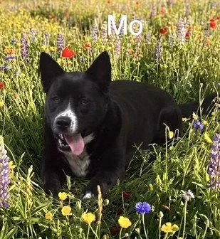 A young large-sized female Shepherd dog named Mo for adoption in Wakefield, RI