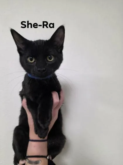 A baby medium-sized male Domestic Short Hair cat named SheRa for adoption in Aberdeen, SD