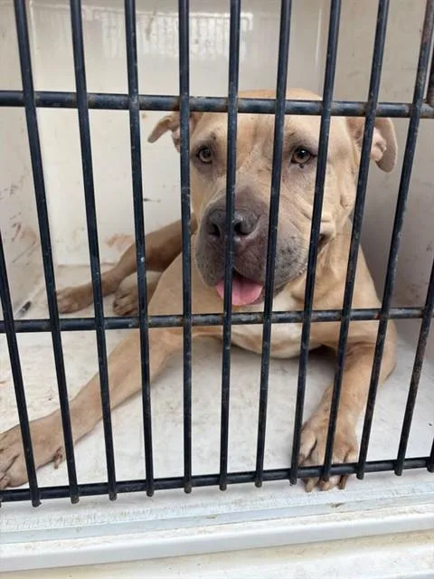 An adult large-sized female Pit Bull Terrier dog named Meg for adoption in Huntsville, AL