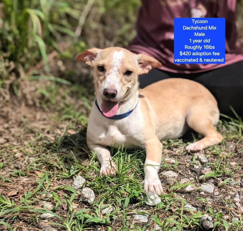 A young small-sized male Dachshund dog named Tycoon for adoption in Oviedo, FL