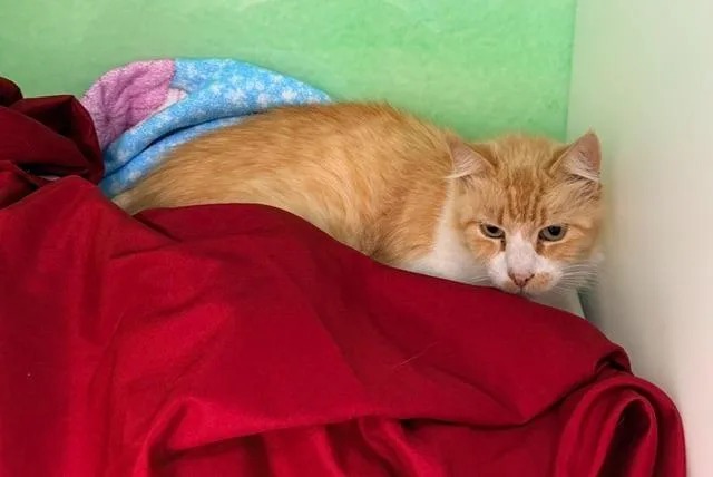 A senior small-sized female Domestic Long Hair cat named Biscuits for adoption in Los Angeles, CA