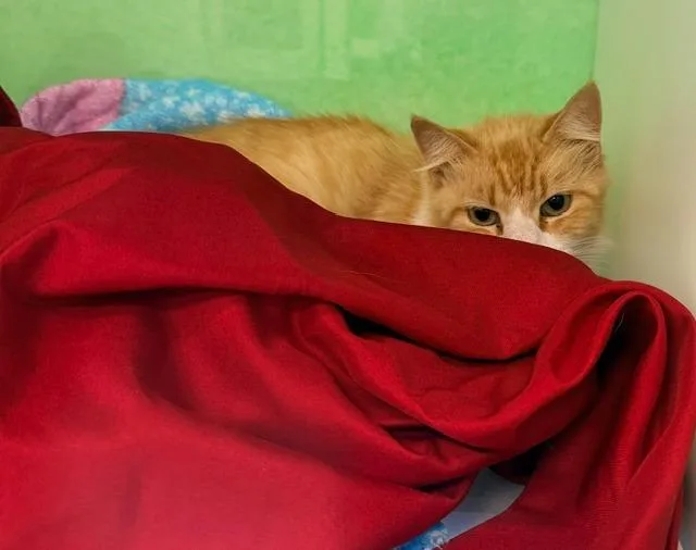 Biscuits thumbnail 3