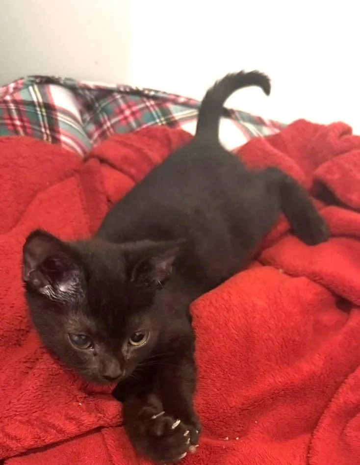A baby medium-sized female Domestic Short Hair cat named Betty for adoption in Cumberland, ME