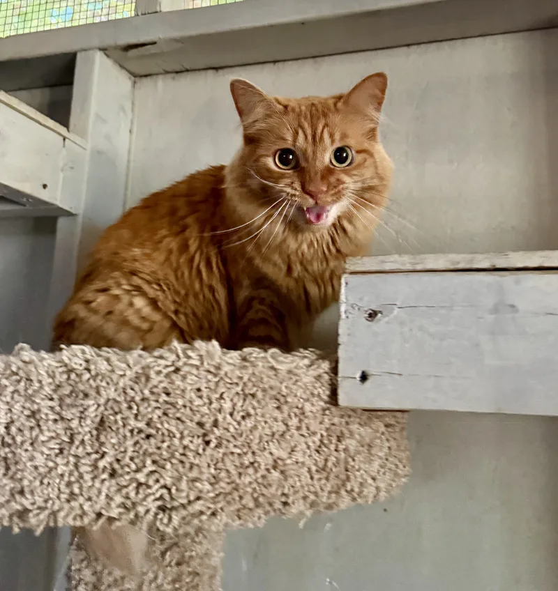 An adult medium-sized female Orange / Red Domestic Medium Hair cat named Hannah for adoption in Marana, AZ