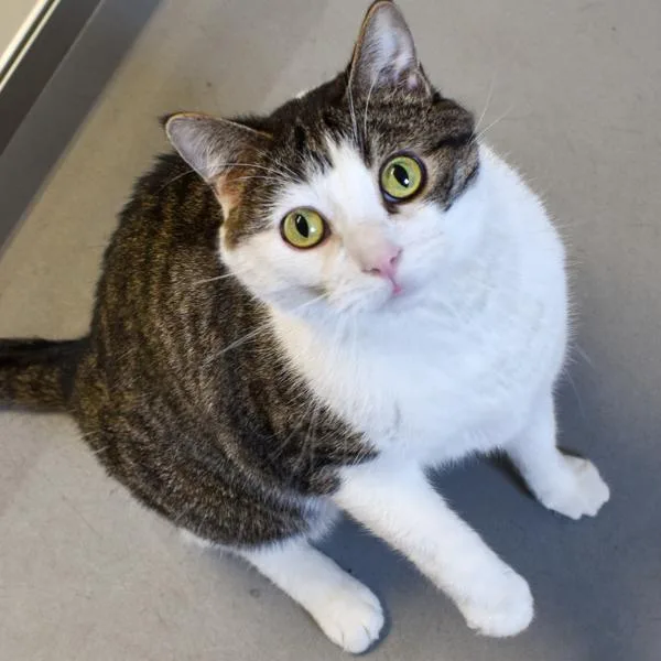 A senior large-sized male Domestic Short Hair cat named Tim Bonded Buddy for adoption in Des Moines, IA