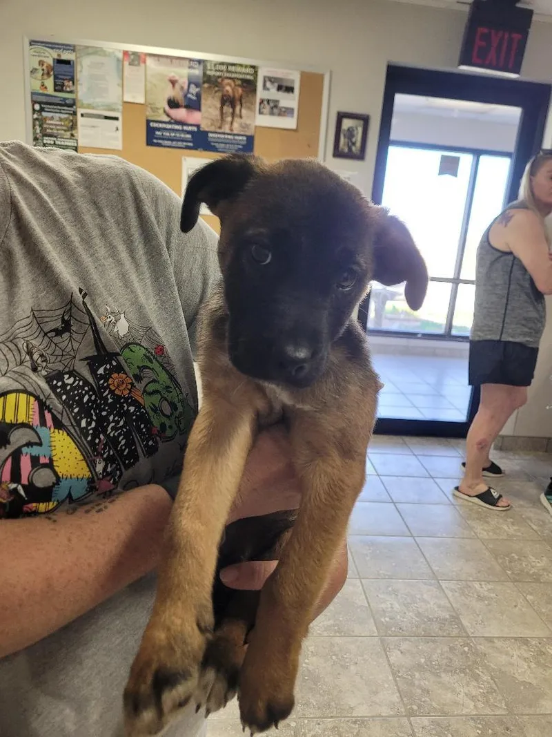 Puppies! thumbnail 2