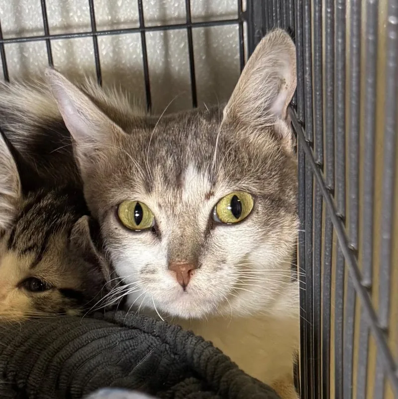 A young medium-sized female Domestic Short Hair cat named Carley for adoption in Saginaw, MI