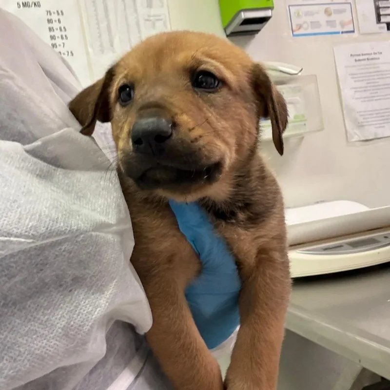 A baby small-sized male Yellow / Tan / Blond / Fawn Mixed Breed dog named Zeus for adoption in Charleston, WV