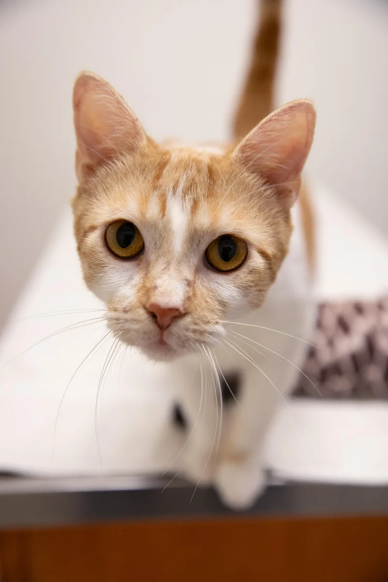 An adult medium-sized female Orange & White Domestic Short Hair cat named Creamsicle for adoption in Montclair, NJ