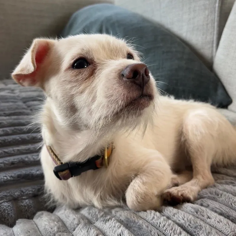 A young small-sized male Mixed Breed dog named Dusty for adoption in Pacific Grove, CA