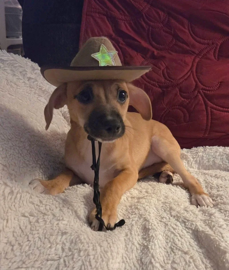 Sheriff Nash