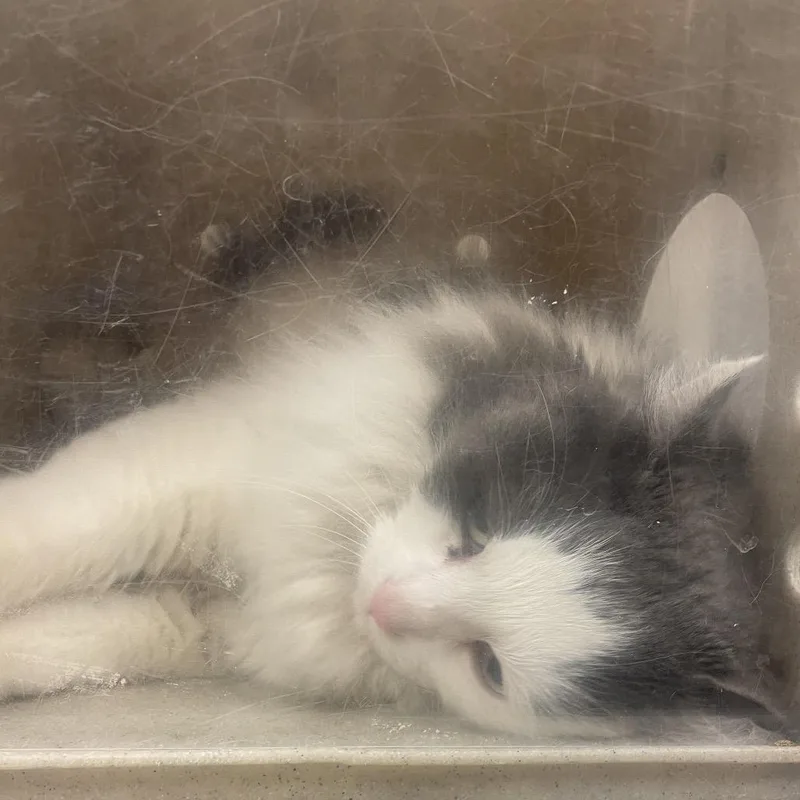 An adult large-sized female Gray / Blue / Silver Domestic Long Hair cat named Campanita for adoption in Reno, NV