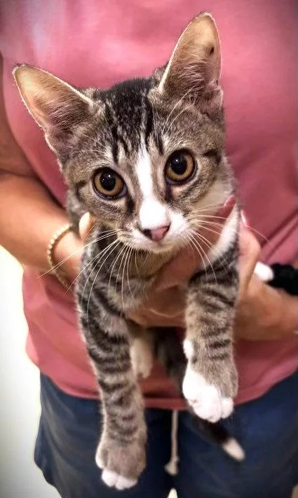 A baby medium-sized male Tabby cat named Pixel for adoption in Fort Myers, FL