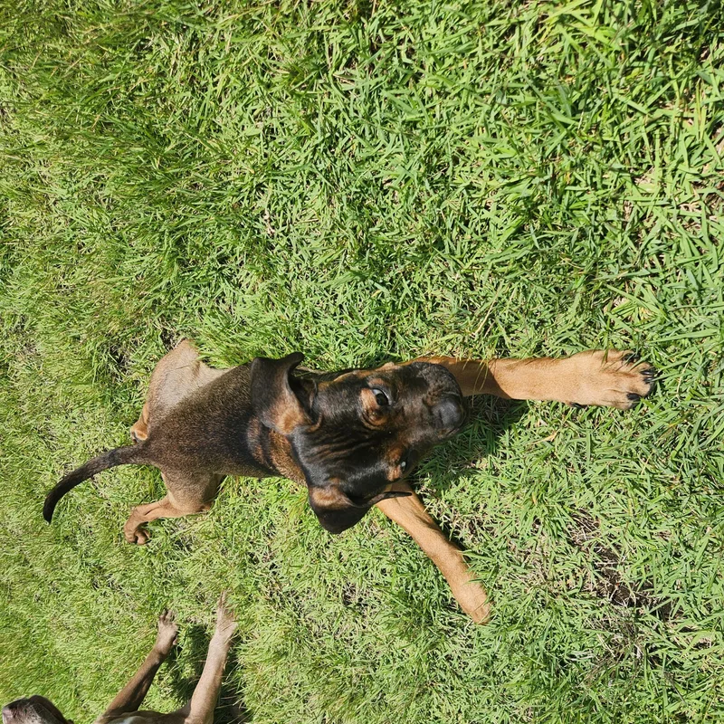 Tara