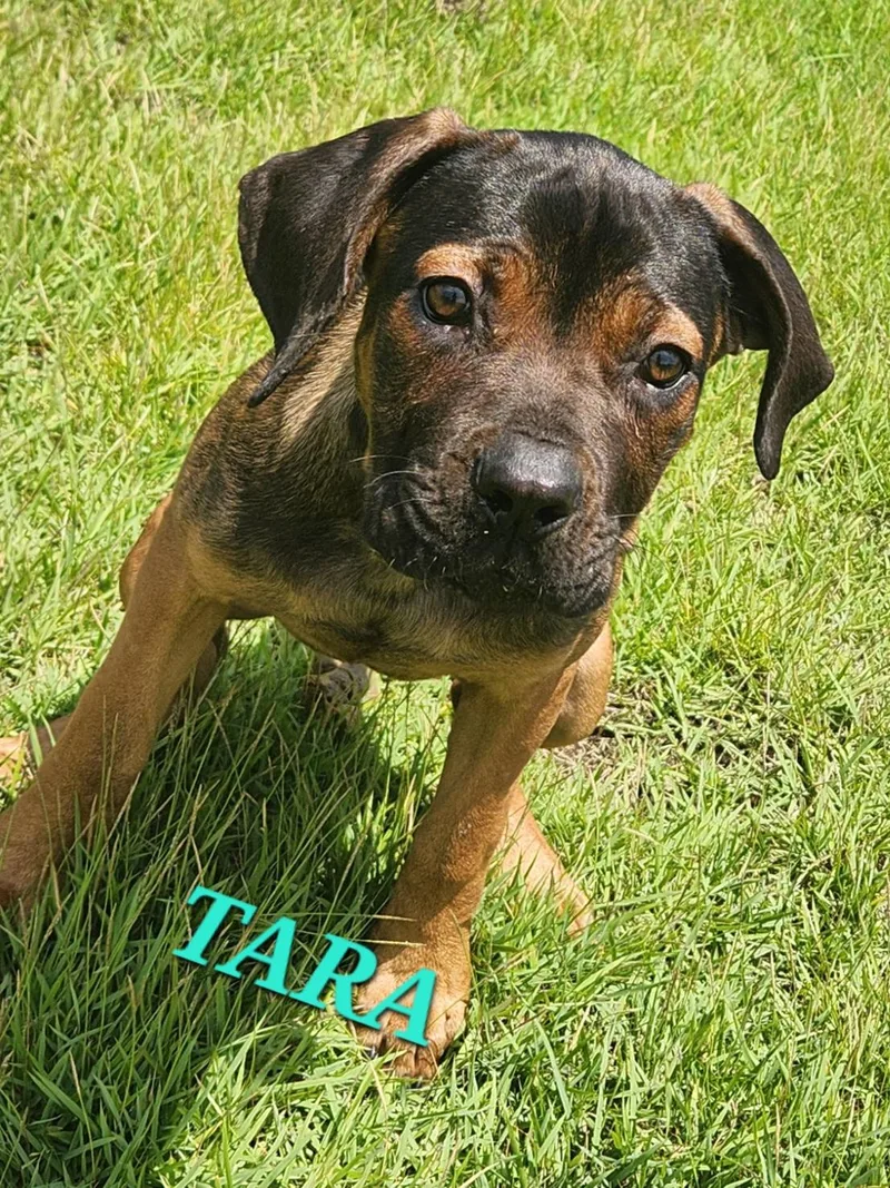 Tara thumbnail 4