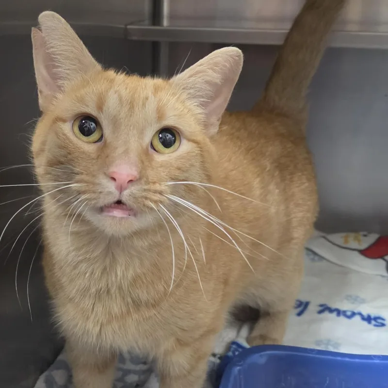 An adult large-sized male Orange / Red Domestic Short Hair cat named Dubstep for adoption in Plover, WI