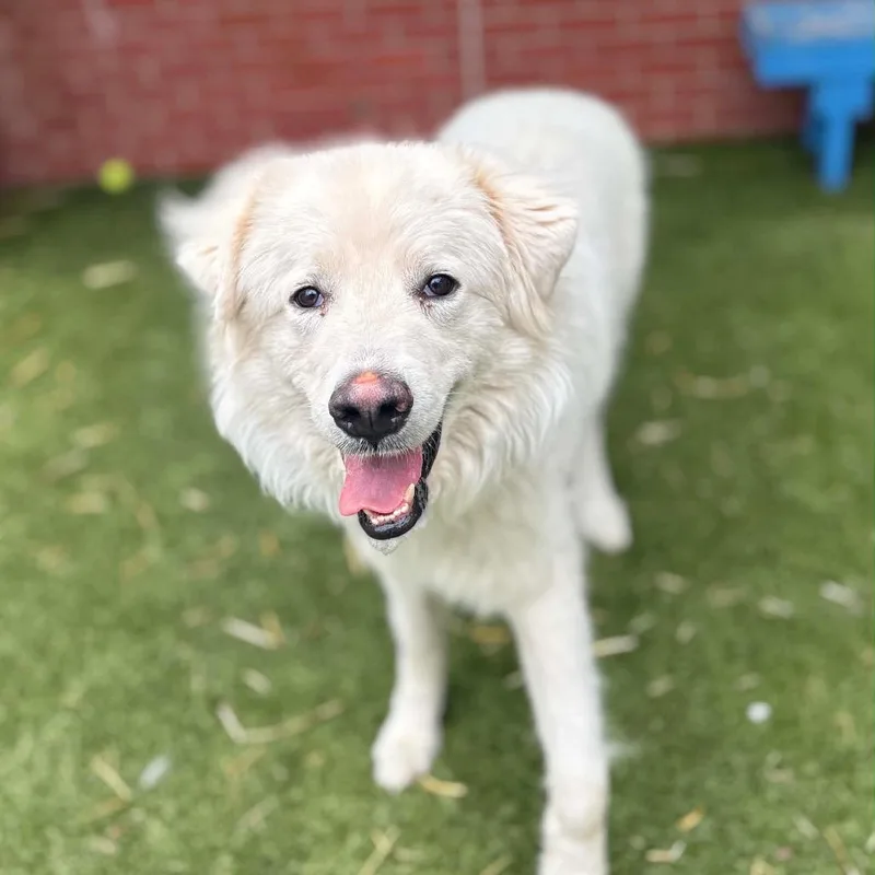 An adult large-sized male White / Cream Great Pyrenees dog named Milton for adoption in Northville, MI