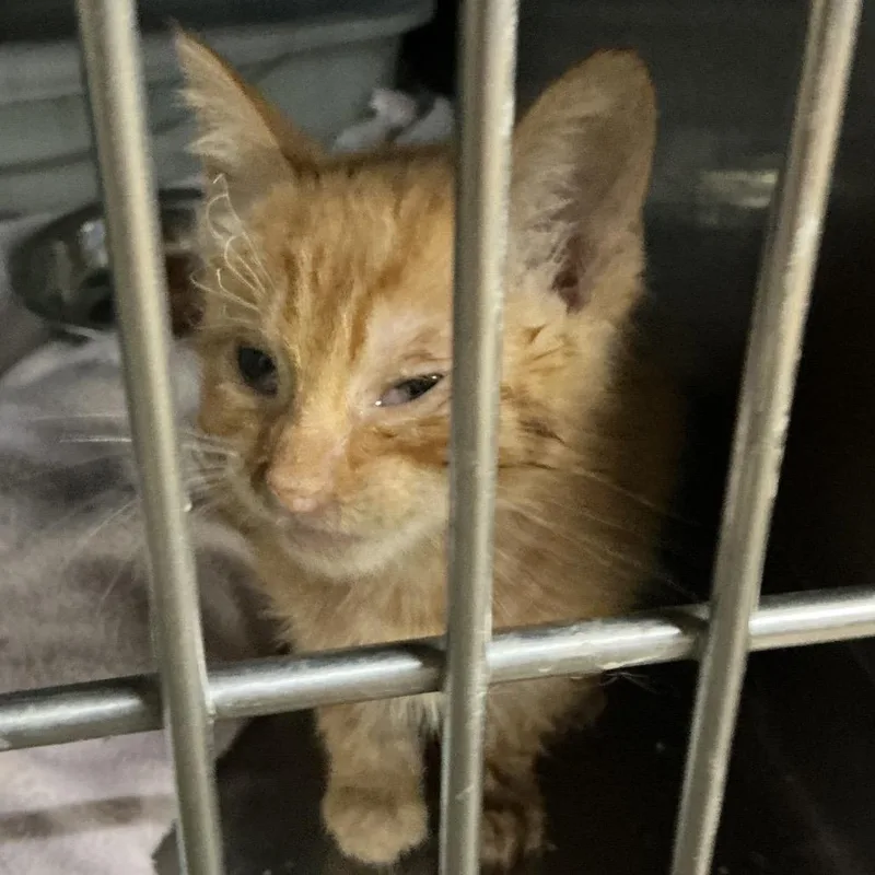 A baby small-sized male Orange / Red Domestic Short Hair cat named Candle for adoption in St Joseph, MO