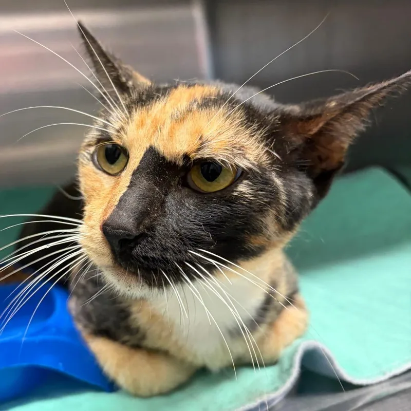 An adult medium-sized female Calico Domestic Short Hair cat named Mindy for adoption in Lake Jackson, TX