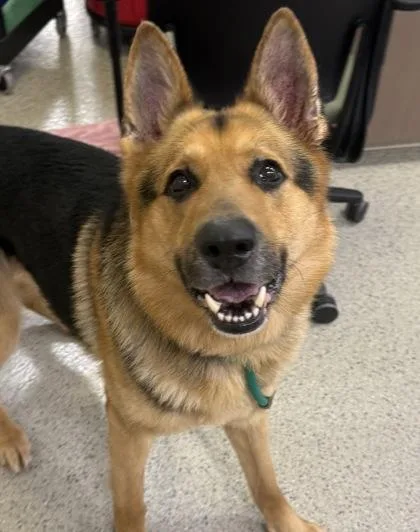 A senior large-sized male German Shepherd Dog dog named Jaxon for adoption in Fishers, IN