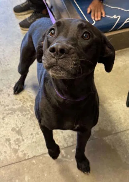 A baby small-sized male Pit Bull Terrier dog named Kodak for adoption in Bowling Green, KY