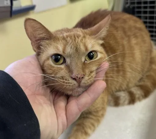 An adult small-sized female Domestic Short Hair cat named Marshmallow for adoption in Santa Maria, CA