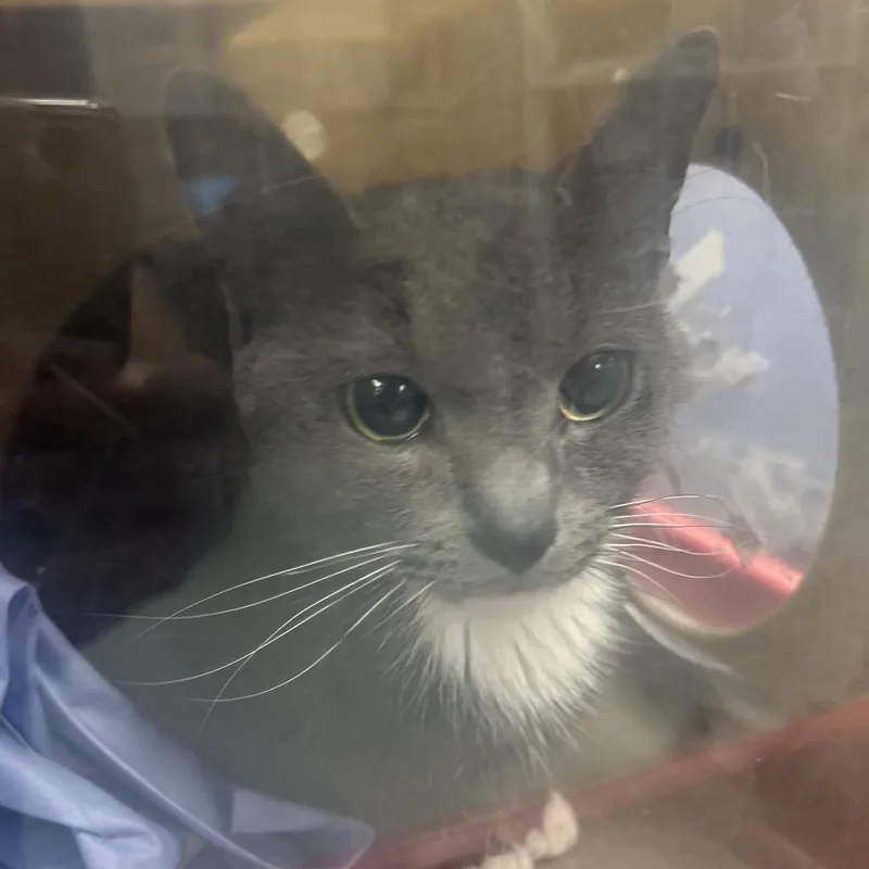 An adult medium-sized female Gray / Blue / Silver Domestic Long Hair cat named Raja for adoption in Philadelphia, PA