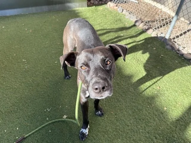 An adult large-sized male Pit Bull Terrier dog named Sir Charles for adoption in Phoenix, AZ