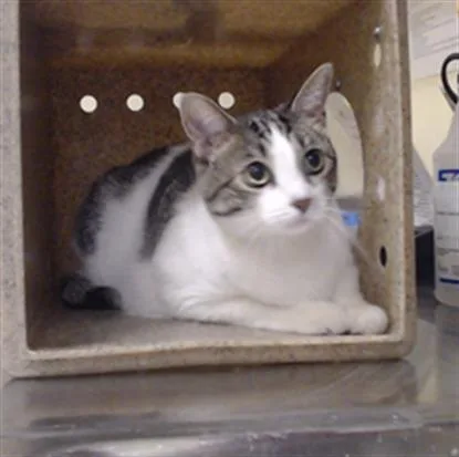 An adult small-sized female Domestic Short Hair cat named Lily for adoption in Denver, CO