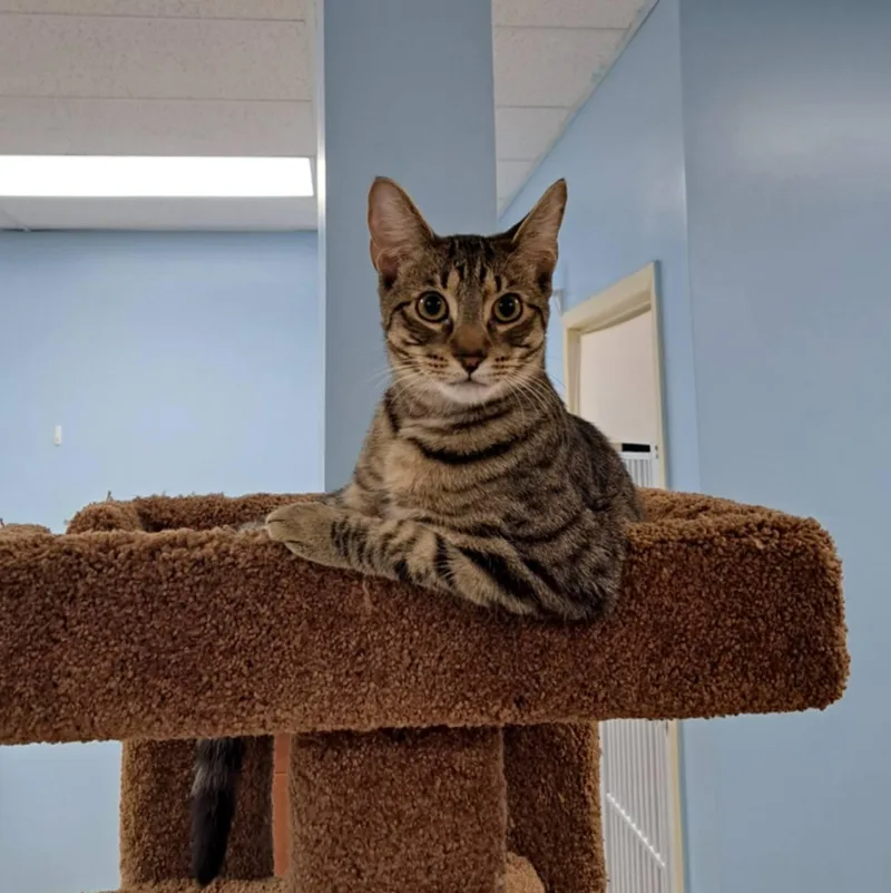 A young medium-sized male Domestic Short Hair cat named Scout for adoption in Rochester, NY