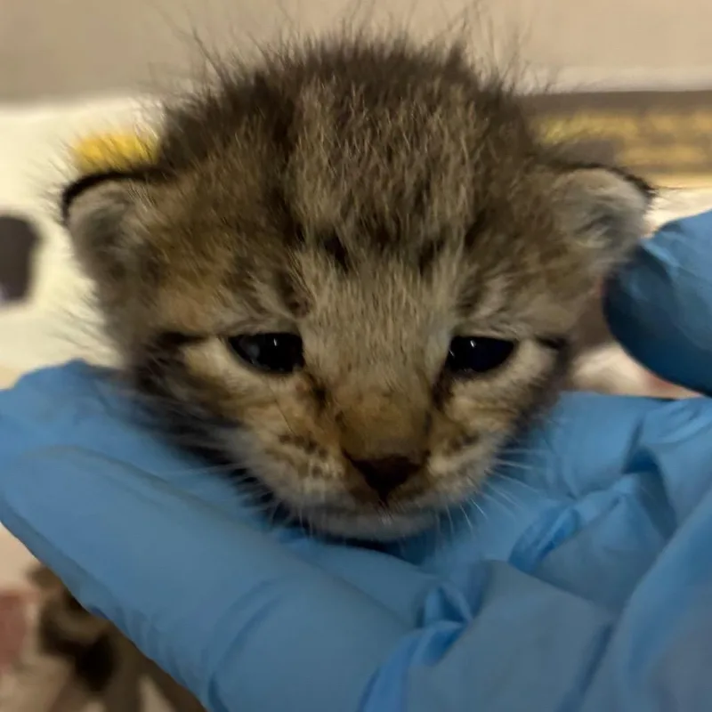 A baby small-sized male Brown / Chocolate Domestic Short Hair cat named Mac for adoption in Yuma, AZ