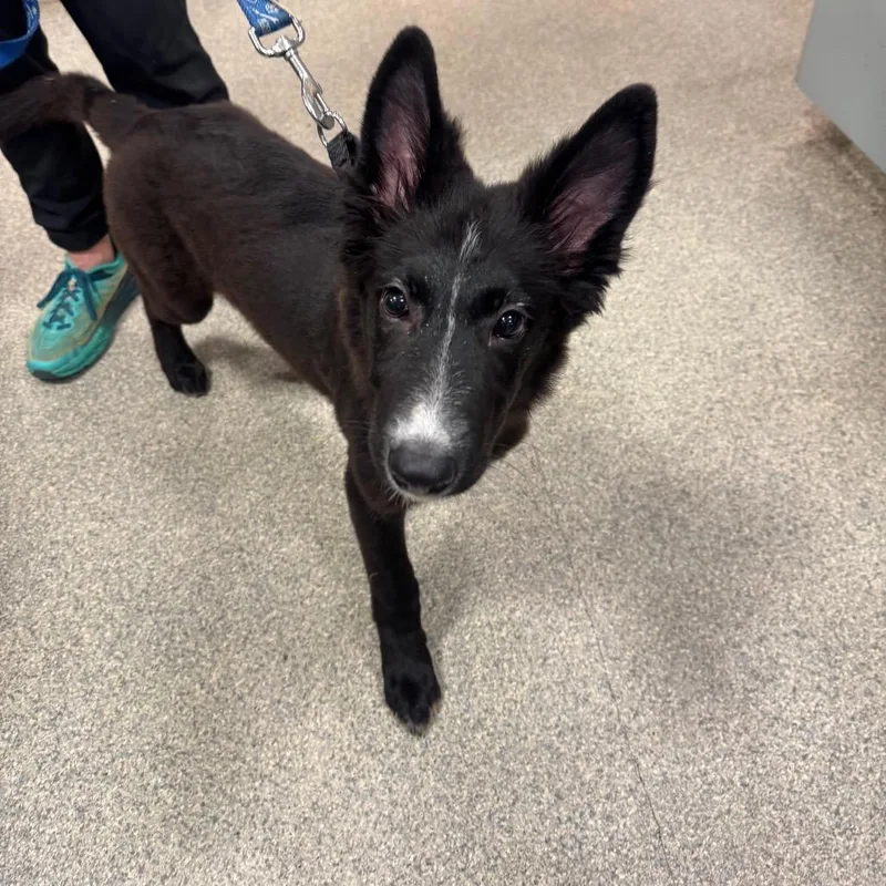 A baby small-sized female Mixed Breed dog named Hershey for adoption in Jacksonville, FL
